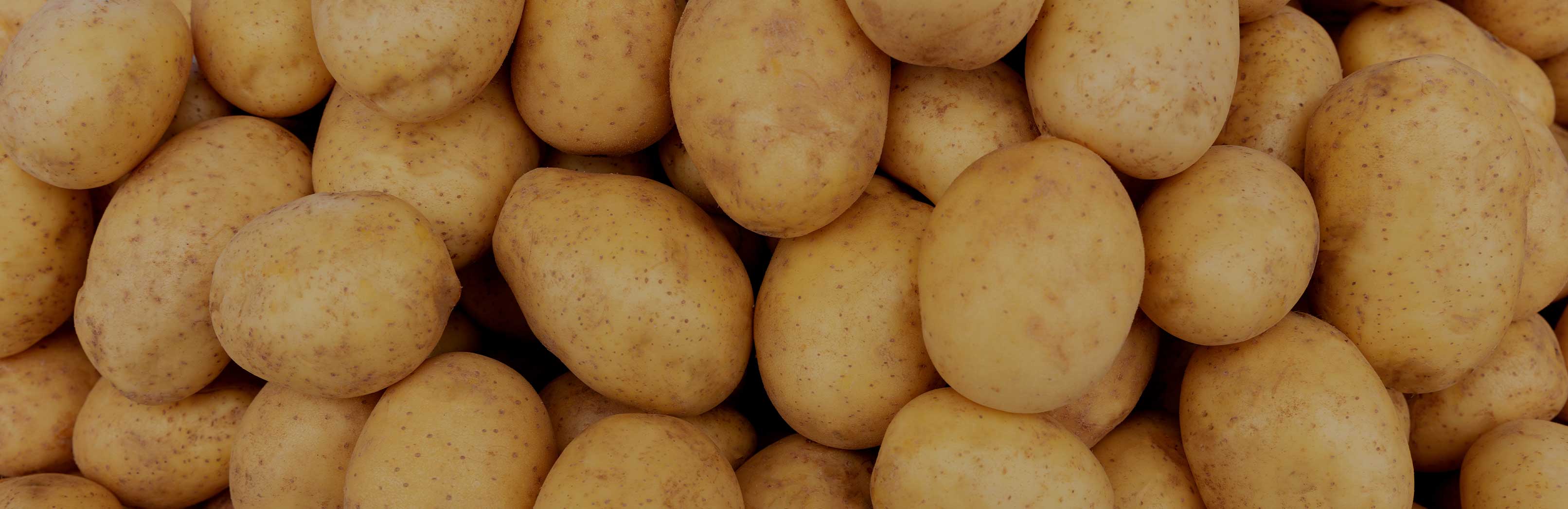 Close-up of whole yellow potatoes showcasing smooth, speckled skins filling the frame