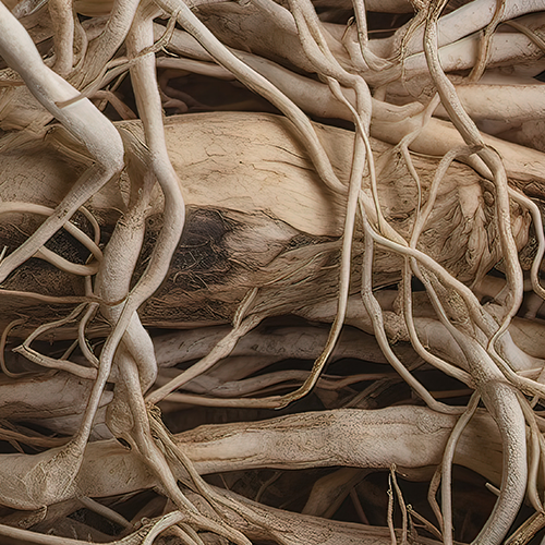 Illustration of KSM-66 Ashwagandha roots showcasing whole dried roots on a light background